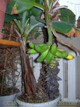 "Продам саженцы Банана (комнатное растение) и много других растений (опт от 1000 грн)