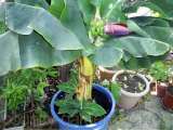 "Продам саженцы Банана (комнатное растение) и много других растений (опт от 1000 грн)