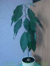 "Продам авакадо (комнатное растение) и много других растений (опт от 1000 грн)