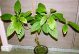 "Продам авакадо (комнатное растение) и много других растений (опт от 1000 грн)