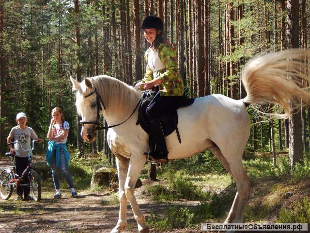Верховая езда для взрослых и детей в Вырице, Гатчинский район. Иппотерапия