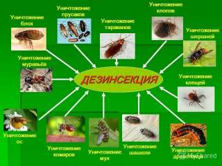 Дезинсекция и дератизация