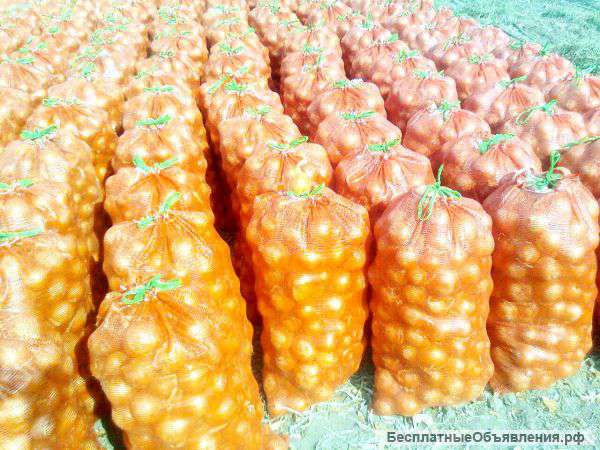 Лук репчатый Оптом по 8р/кг.Звони