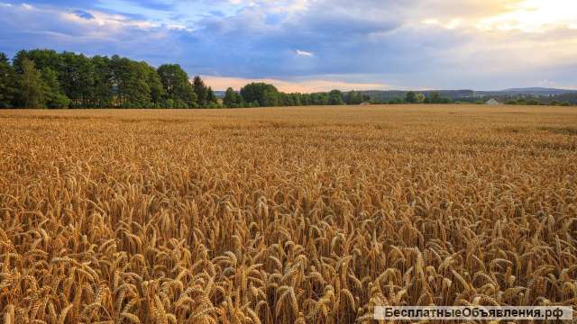 Земельный участок