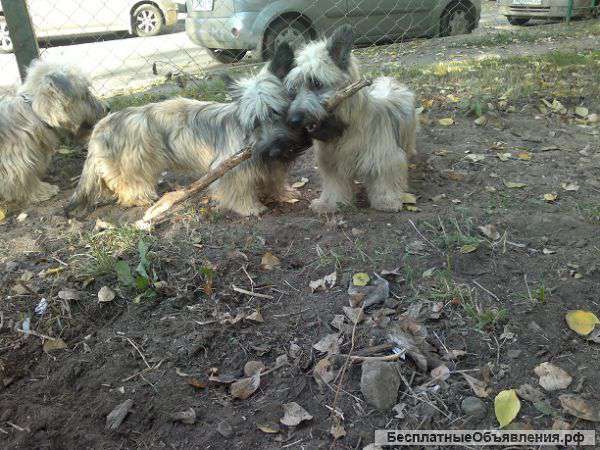 Скай - терьер