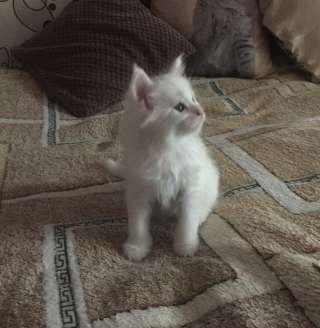 Мейкун породистые котята