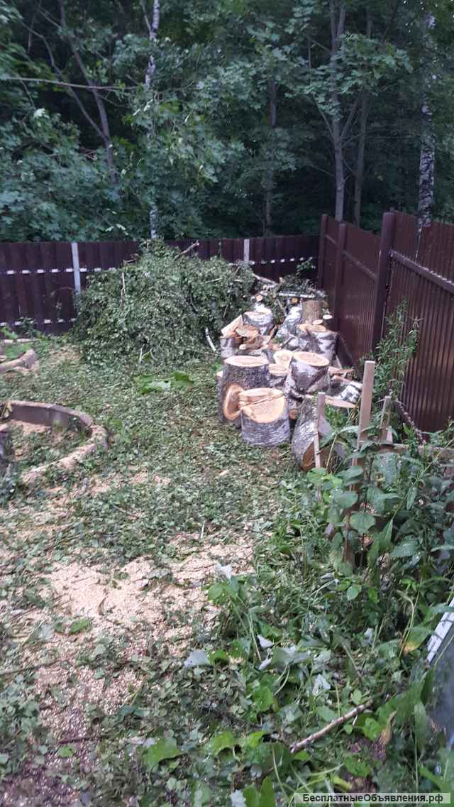 Удаление деревьев. Арбористы. Профессионально Безопасным методом.