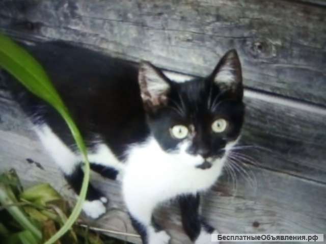 Котята от крысоловки