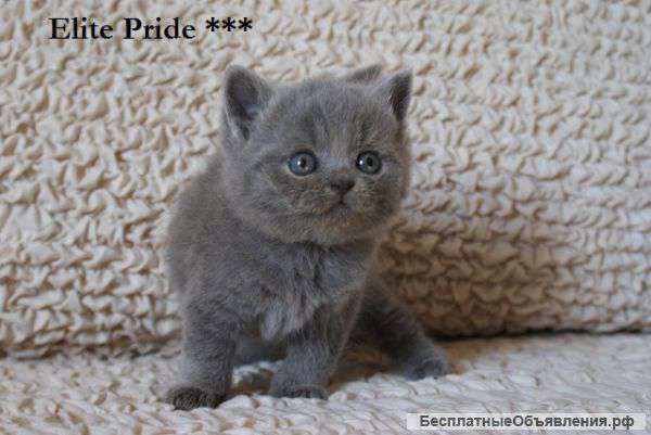 Котят от питомника Elite Pride