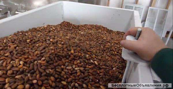 Кедровый орех оптом