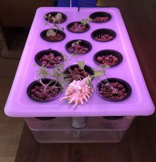 Гидропонная установка