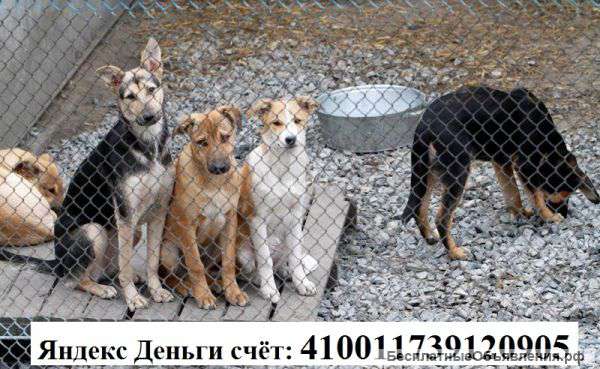 Приют для бездомных животных