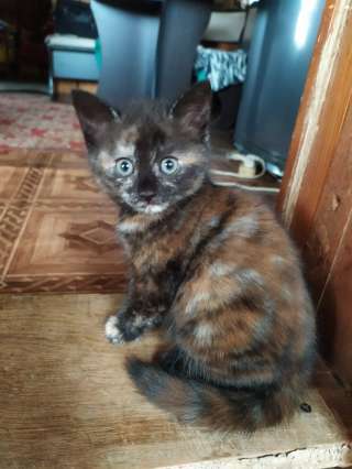 Котёнок тигровая девочка