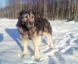 Кавказец Будулай - собака для неспешных прогулок и бесед. Даром