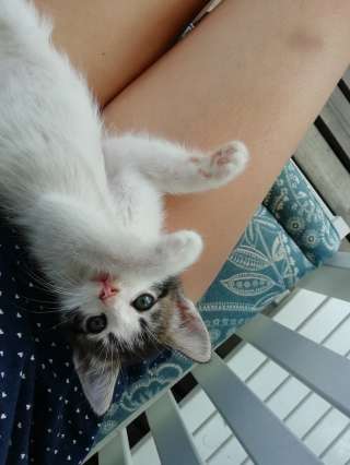 Отдам котят в добрые руки