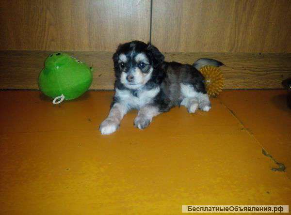 Щенков китайской хохлатой