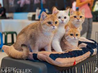 Породистых котят на выставках
