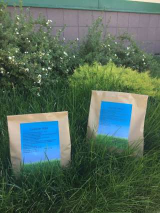 Качественные семена газонных трав