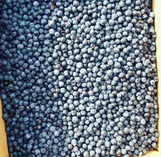 Голубика свежая