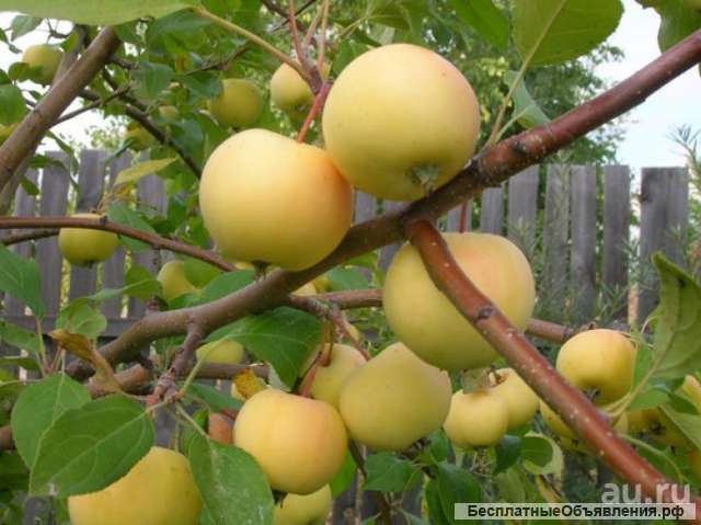 Рабочие на сбор урожая