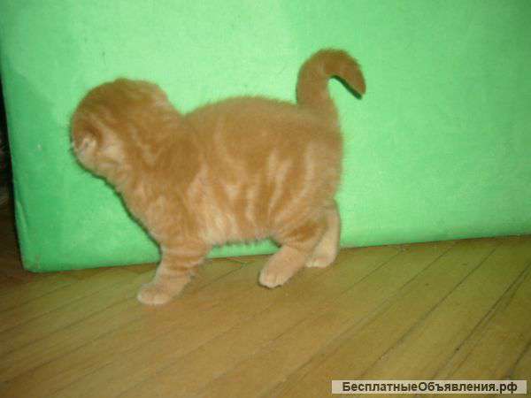 Британские котята ищут хозяев