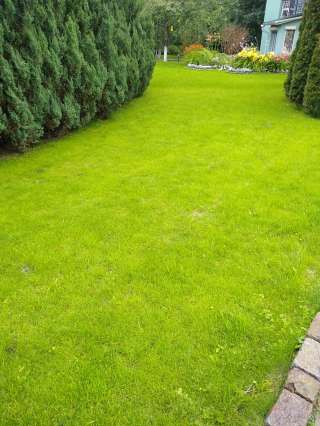 Садовником ищу работу