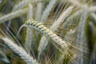 Семена озимого тритикале Хлебороб