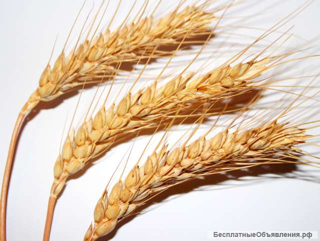 Семена озимой пшеницы Безостая 100, Гром, Гурт, Жива, Степь, Таня, Юка, Юбилейная 100