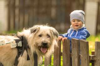 Особенный пёсик Седой ищет дом