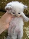 Котенка породы невский маскарадный