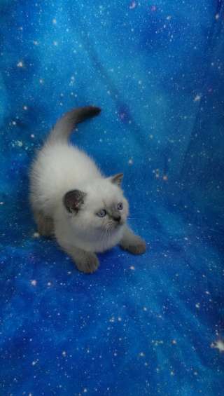 Скоттиш