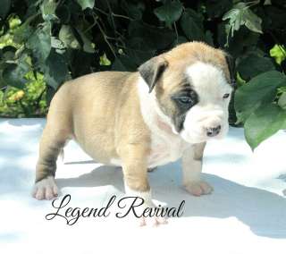 Стаффо детки