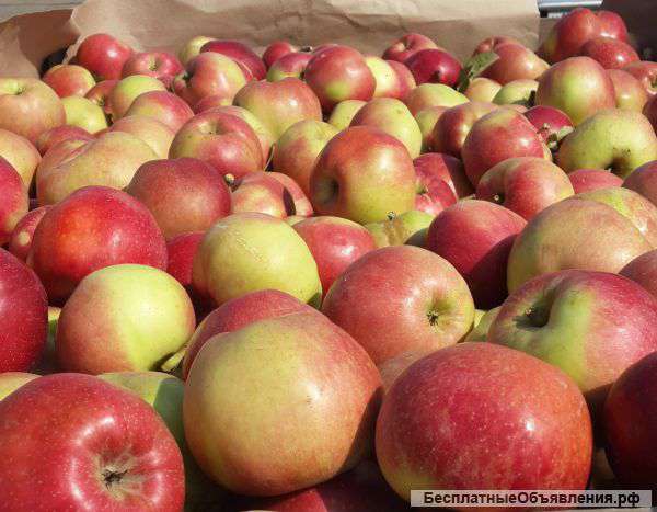 Яблоки урожай 2014 года оптом