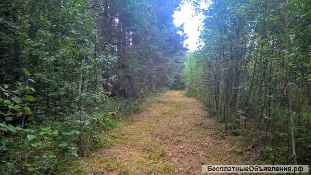 Уютный земельный участок 25 соток ИЖС на лесной опушке под Псковом