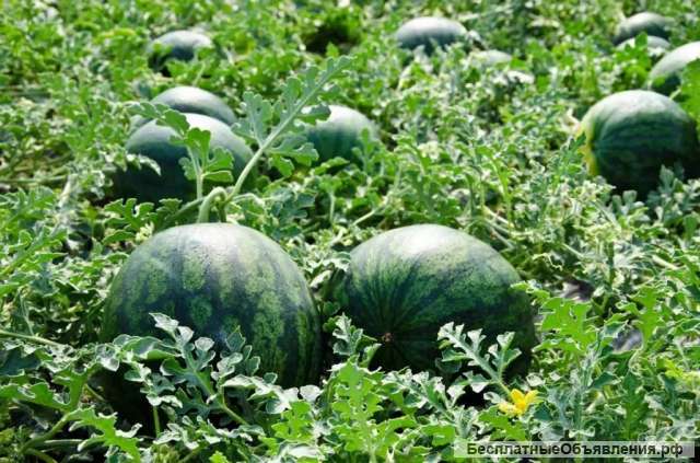 Арбузы оптом Краснодарский край, арбузы оптом Краснодар