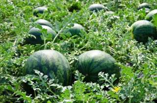 Арбузы оптом Краснодарский край, арбузы оптом Краснодар