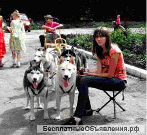 Катание на хаски