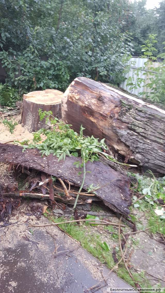 Удаление деревьев на Сходне, Химках, Подрезково, Зеленоград, Солнечногорский р-н и др