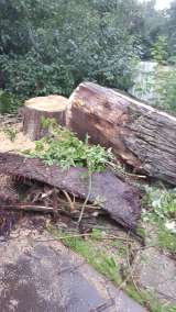 Удаление деревьев на Сходне, Химках, Подрезково, Зеленоград, Солнечногорский р-н и др