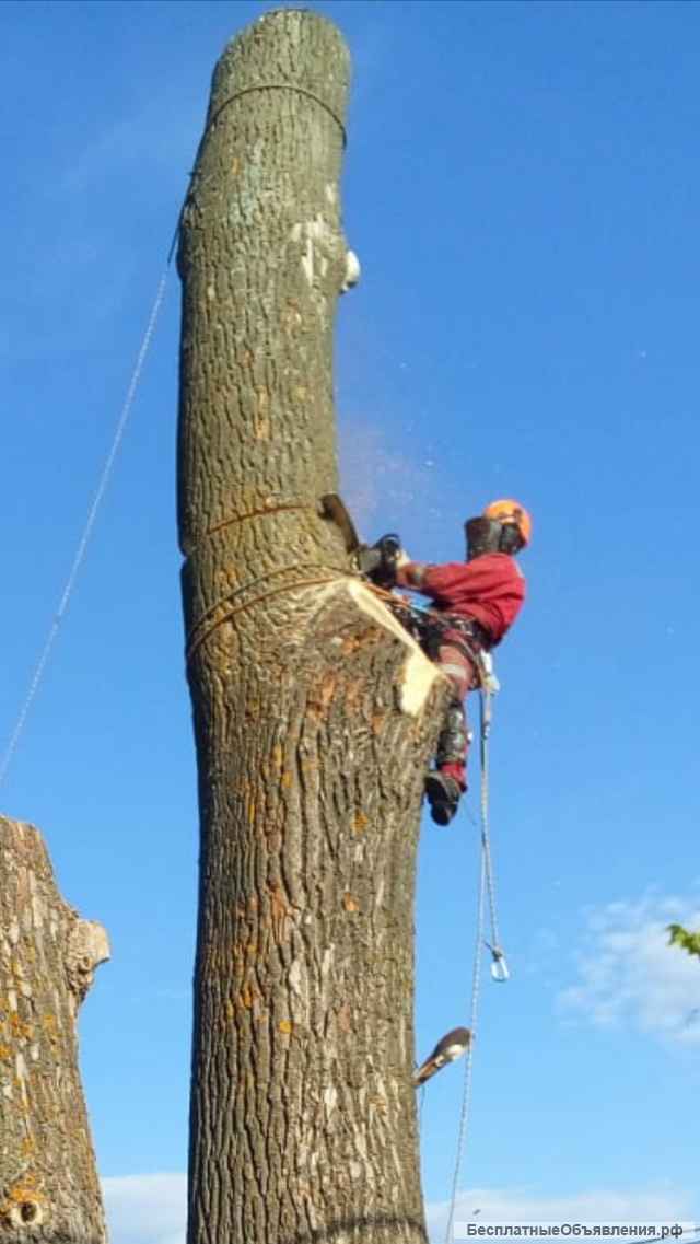 Удаление деревьев на Сходне, Химках, Подрезково, Зеленоград, Солнечногорский р-н и др