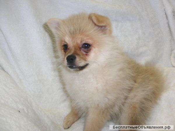 Лучший друг для Вас