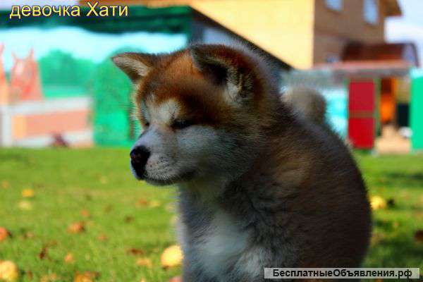 Щенков Акиты-ину