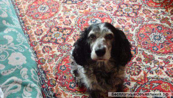 Отдам собаку в заботливые руки