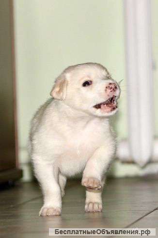 Щенок, 1,5 мес. в добрые руки