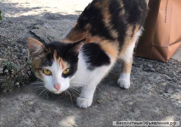 Ищет дом трехцветная ласковая кошечка