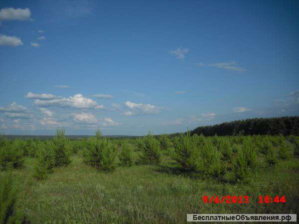 Новогодние елки оптом