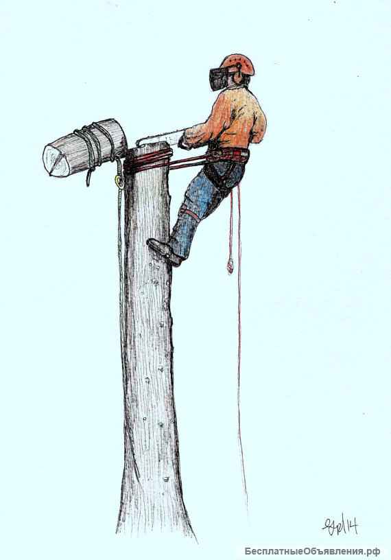 Удаление деревьев в Сходне, Подрезково, Новоподрезково, Истра, Солнечногорский район, Химки и т.д.