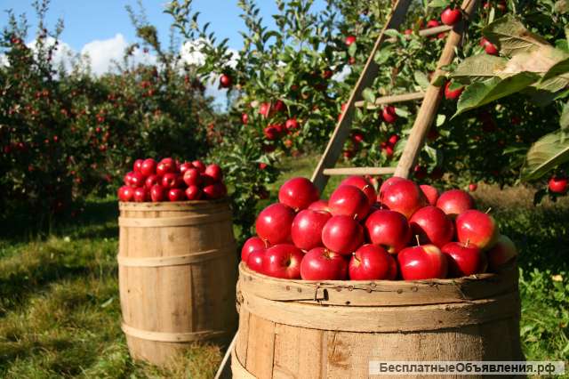 Разнорабочие