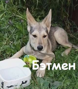 Бэтмен ищет свою семью