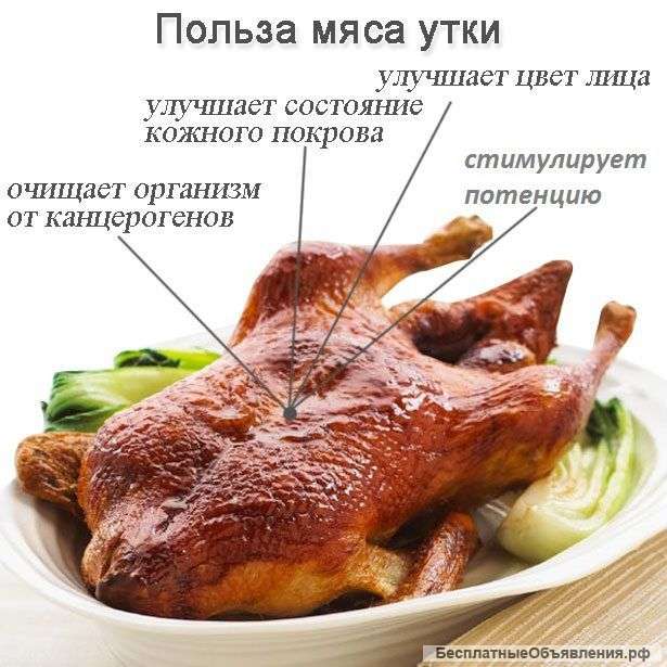 Утка домашняя